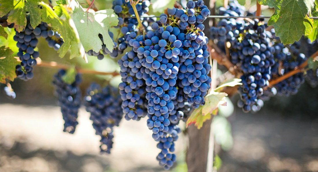 Frutta e verdura di fine estate